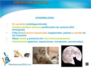 ANEMIA INFECCIOSA EPIDEMIOLOGIA En aumento  (subdiagnosticada) Cambio climático favorece  proliferación de vectores (Enf. Emergente) Falla en la  tenencia responsable  (vagabundeo, peleas)  y sanidad  de las mascotas Mayor  stress  y presencia de  virus inmunosupresores Hacinamiento  (gateríos, exposiciones, transportes, pensionados) 