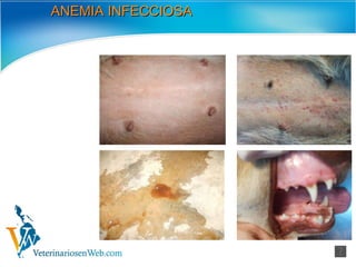 ANEMIA INFECCIOSA 