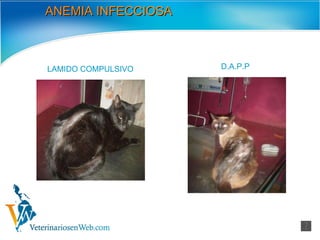 ANEMIA INFECCIOSA DAPP LAMIDO COMPULSIVO D.A.P.P 