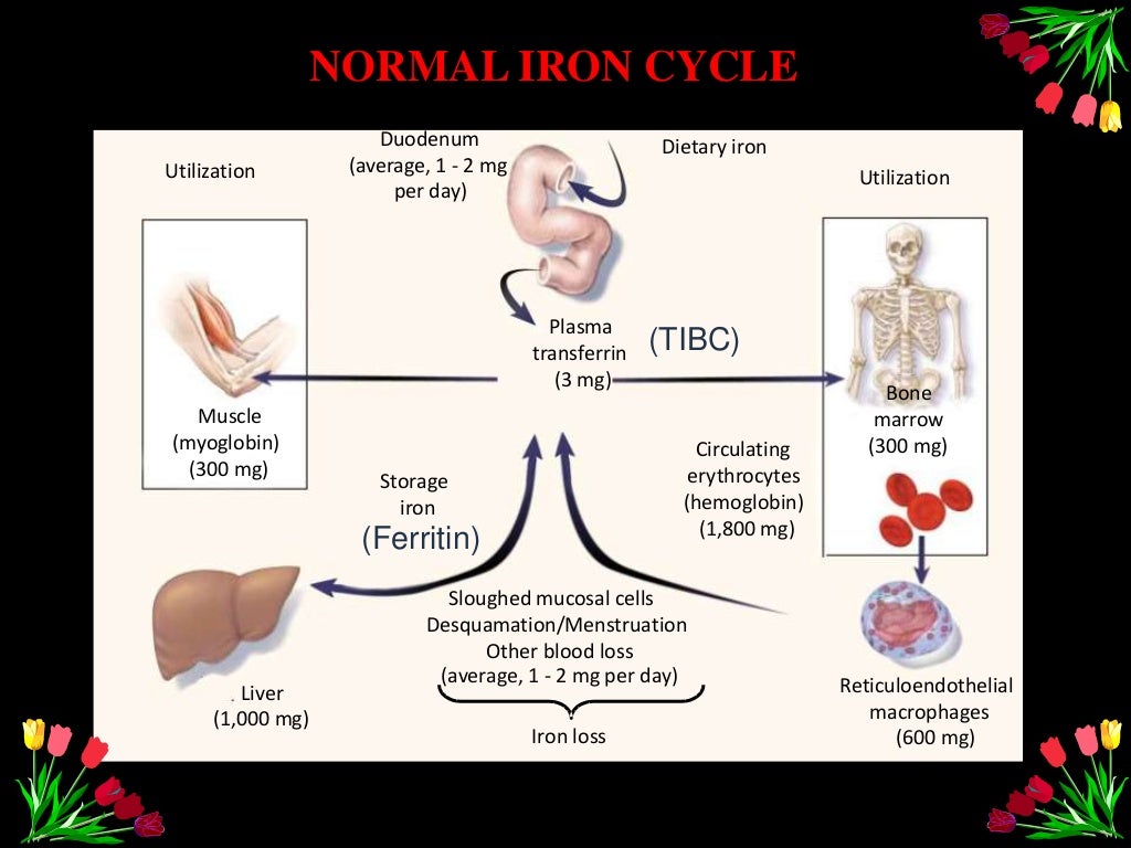 Anemia in pregnancy &role of parenteral iron therapy