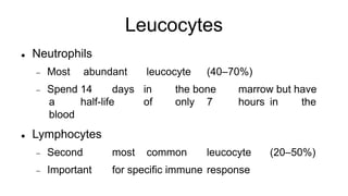 Leucocytes
 Neutrophils
 Most abundant leucocyte (40–70%)
 Spend 14 days in the bone marrow but have
a half-life of only 7 hours in the
blood
 Lymphocytes
 Second most common leucocyte (20–50%)
 Important for specific immune response
 