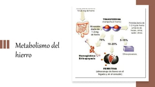 Metabolismo del
hierro
 