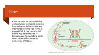 Hierro
• Los reciduos de protoporfirina
en la celula de la medula osea son
internalizados, la ferroquelatasa
internaliza al hierro y se forma el
grupo HEM. Si hay carencia del
hierro, hay deficiencia en la
formación de hemoglobina por lo
tanto habrá reducción en el
numero de eritrocitos
 