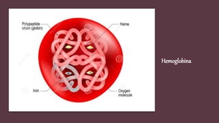 Hemoglobina
 