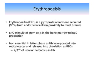 Erythropoeisis
• Erythropoeitin (EPO) is a glycoprotein hormone secreted
(90%) from endothelial cells in proximity to renal tubules
• EPO stimulates stem cells in the bone marrow to ⁭ RBC
production
• Iron essential in latter phase as Hb incorporated into
reticulocytes and released into circulation as RBCs
– 2/3rds of iron in the body is in Hb
 