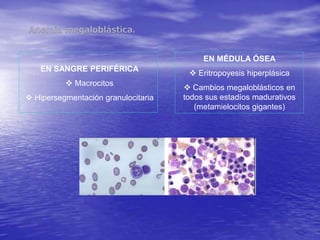 EN MÉDULA ÓSEA
 Eritropoyesis hiperplásica
 Cambios megaloblásticos en
todos sus estadíos madurativos
(metamielocitos gigantes)
EN SANGRE PERIFÉRICA
 Macrocitos
 Hipersegmentación granulocitaria
 