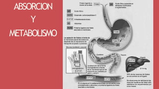 ABSORCION
Y
METABOLISMO
 