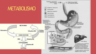 METABOLISMO
 