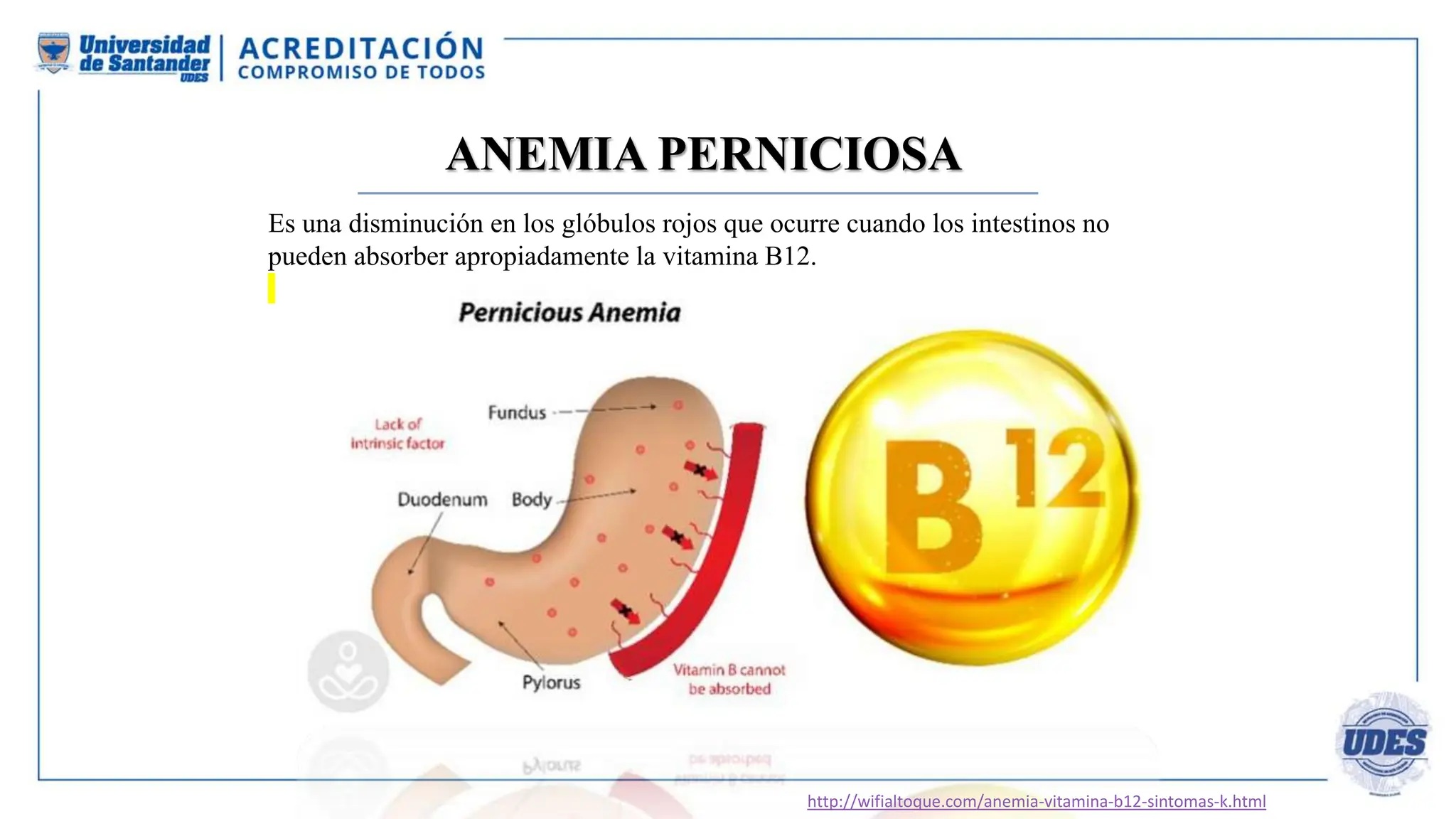 Anemia megaloblastica y perniciosa - listo.pptx