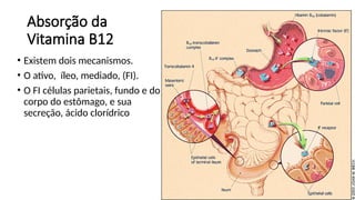 9
Absorção da
Vitamina B12
• Existem dois mecanismos.
• O ativo, íleo, mediado, (FI).
• O FI células parietais, fundo e do
corpo do estômago, e sua
secreção, ácido clorídrico
 