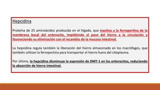 Hepcidina
Proteína de 25 aminoácidos producida en el hígado, que inactiva a la ferroportina de la
membrana basal del enterocito, impidiendo el paso del hierro a la circulación y
favoreciendo su eliminación con el recambio de la mucosa intestinal.
La hepcidina regula también la liberación del hierro almacenado en los macrófagos, que
también utilizan la ferroportina para transportar el hierro fuera del citoplasma.
Por último, la hepcidina disminuye la expresión de DMT-1 en los enterocitos, reduciendo
la absorción de hierro intestinal.
 