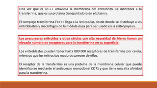 Una vez que el Fe+++ atraviesa la membrana del enterocito, se incorpora a la
transferrina, que es su proteína transportadora en el plasma.
El complejo transferrina-Fe+++ llega a la red capilar, desde donde se distribuye a los
eritroblastos y macrófagos de la médula ósea para ser usado en la eritropoyesis.
Los precursores eritroides y otras células con alta necesidad de hierro tienen un
elevado número de receptores para la transferrina en su superficie.
Los eritroblastos pueden tener hasta 800.000 receptores de transferrina por célula,
mientras que los eritrocitos maduros carecen de ellos.
El receptor de la transferrina es una proteína de la membrana celular que puede
identificarse mediante el anticuerpo monoclonal CD71 y que tiene una alta afinidad
para la transferrina.
 