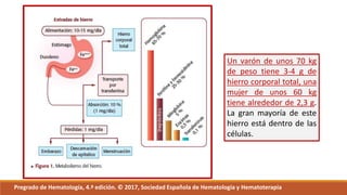 Un varón de unos 70 kg
de peso tiene 3-4 g de
hierro corporal total, una
mujer de unos 60 kg
tiene alrededor de 2,3 g.
La gran mayoría de este
hierro está dentro de las
células.
Pregrado de Hematología, 4.ª edición. © 2017, Sociedad Española de Hematología y Hematoterapia
 