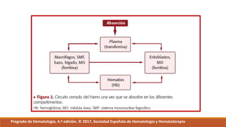 Pregrado de Hematología, 4.ª edición. © 2017, Sociedad Española de Hematología y Hematoterapia
 