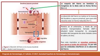 La mayoría del hierro no hemínico o
inorgánico de la dieta está en forma férrica
(Fe+++)
La absorción del hierro se realiza en la mucosa
del duodeno y yeyuno proximal, pero para ello
necesita estar en forma reducida (Fe++).
Penetra en el enterocito, a través de una
proteína transportadora llamada DMT-1
(divalent metal transporter 1), encargada
también del transporte de otros metales como
el cobre y el zinc).
Para esta maniobra se necesitan protones,
que aporta el ácido del estómago. Es por ello
que los antiácidos interfieren en la absorción
del hierro.
Pregrado de Hematología, 4.ª edición. © 2017, Sociedad Española de Hematología y Hematoterapia
 