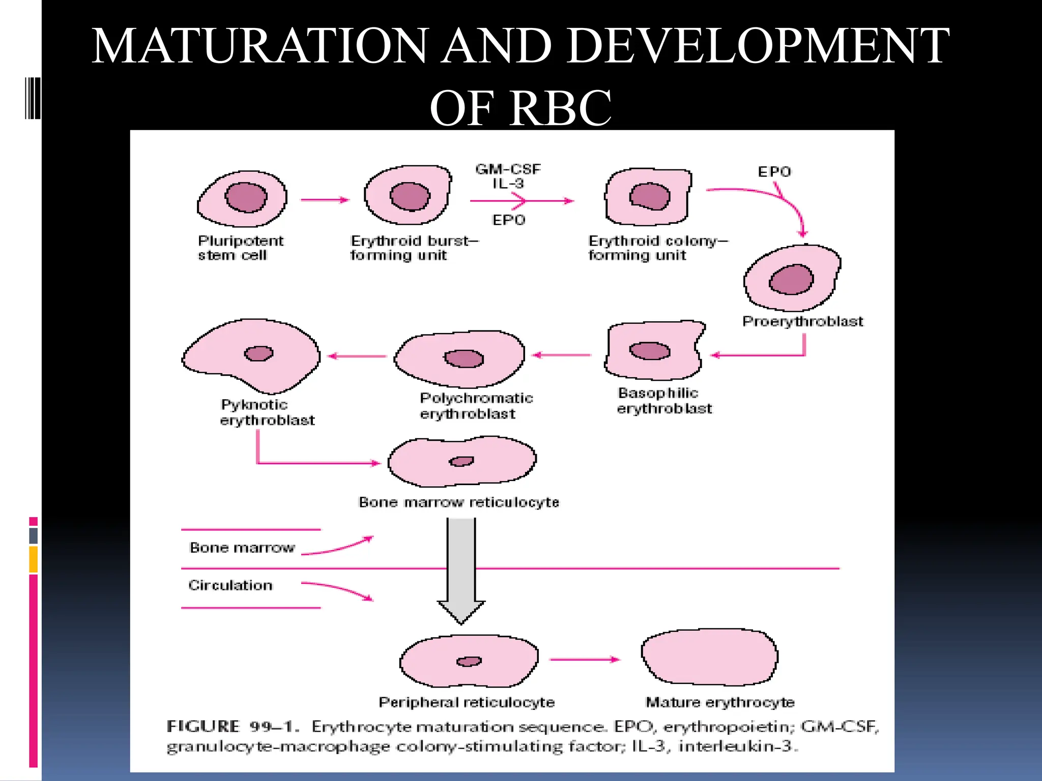 Anemia, Pharmacotherapeutics, PharmD, RGUHS | PPT