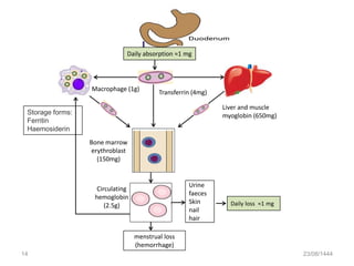 23/08/1444
14
Daily absorption ≈1 mg
Circulating
hemoglobin
(2.5g)
Bone marrow
erythroblast
(150mg)
Daily loss ≈1 mg
Liver and muscle
myoglobin (650mg)
Urine
faeces
Skin
nail
hair
Transferrin (4mg)
menstrual loss
(hemorrhage)
Macrophage (1g)
Storage forms:
Ferritin
Haemosiderin
 