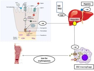 Hepcidin
BM macrophage
- ve
IL6
Tfr2
+ve
Hypoxia
Iron for
erythropoeisis
 