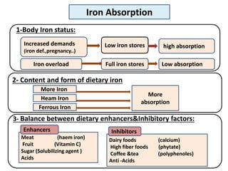 1-Body Iron status:
Increased demands
(iron def.,pregnancy..)
Low iron stores high absorption
Iron overload Full iron stores Low absorption
2- Content and form of dietary iron
More Iron
Heam Iron
More
absorption
3- Balance between dietary enhancers&Inhibitory factors:
Meat (haem iron)
Fruit (Vitamin C)
Sugar (Solubilizing agent )
Acids
Dairy foods (calcium)
High fiber foods (phytate)
Coffee &tea (polyphenoles)
Anti -Acids
Enhancers Inhibitors
Iron Absorption
Ferrous Iron
 