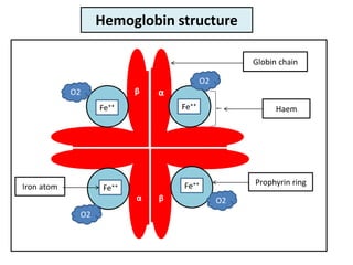 α
β
β
α
Fe⁺⁺
Fe⁺⁺
Fe⁺⁺
Fe⁺⁺
Globin chain
Haem
Prophyrin ring
Iron atom
O2
O2
O2
O2
Hemoglobin structure
 