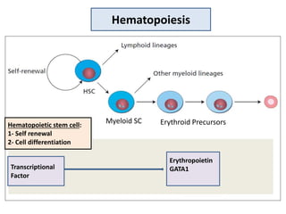 Hematopoietic stem cell:
1- Self renewal
2- Cell differentiation
Hematopoiesis
Myeloid SC Erythroid Precursors
Transcriptional
Factor
Erythropoietin
GATA1
 