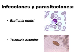 Infecciones y parasitaciones:
• Ehrlichia ondiri
• Trichuris discolor
 