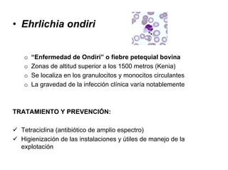 • Ehrlichia ondiri
o “Enfermedad de Ondiri” o fiebre petequial bovina
o Zonas de altitud superior a los 1500 metros (Kenia)
o Se localiza en los granulocitos y monocitos circulantes
o La gravedad de la infección clínica varía notablemente
TRATAMIENTO Y PREVENCIÓN:
Tetraciclina (antibiótico de amplio espectro)
Higienización de las instalaciones y útiles de manejo de la
explotación
 
