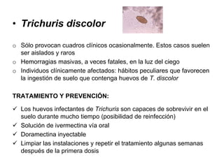 • Trichuris discolor
o Sólo provocan cuadros clínicos ocasionalmente. Estos casos suelen
ser aislados y raros
o Hemorragias masivas, a veces fatales, en la luz del ciego
o Individuos clínicamente afectados: hábitos peculiares que favorecen
la ingestión de suelo que contenga huevos de T. discolor
TRATAMIENTO Y PREVENCIÓN:
Los huevos infectantes de Trichuris son capaces de sobrevivir en el
suelo durante mucho tiempo (posibilidad de reinfección)
Solución de ivermectina vía oral
Doramectina inyectable
Limpiar las instalaciones y repetir el tratamiento algunas semanas
después de la primera dosis
 
