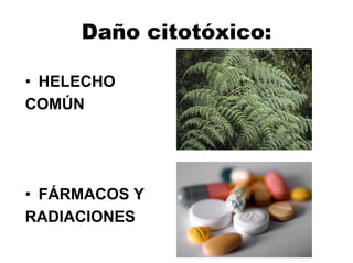 Daño citotóxico:
• HELECHO
COMÚN
• FÁRMACOS Y
RADIACIONES
 