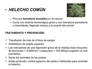 • HELECHO COMÚN
o Provoca hematuria enzoótica en el vacuno
o Cursa con anemia hemorrágica grave y con hematuria persistente
o intermitente, llegando incluso a la muerte del animal
TRATAMIENTO Y PREVENCIÓN:
Transfusión de más de 4 litros de sangre
Antibióticos de amplio espectro
Los indicadores de una depresión grave de la médula ósea (recuento
de leucocitos > 2.000/mm3 o plaquetas < 100.000/µl) sugieren un mal
pronóstico
Sacar los animales de los pastos
Arado profundo, control agresivo del pasto o herbicidas para controlar
el helecho
 