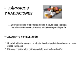 • FÁRMACOS
Y RADIACIONES
o Supresión de la funcionalidad de la médula ósea (aplasia
medular) que suele expresarse incluso con pancitopenia
TRATAMIENTO Y PREVENCIÓN:
Suprimir el tratamiento o recalcular las dosis administradas en el caso
de los fármacos
Eliminar o aislar a los animales de la fuente de radiación
 
