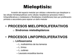 Mieloptisis:
• PROCESOS MIELOPROLIFERATIVOS
o Síndromes mielodisplásicos
• PROCESOS LINFOPROLIFERATIVOS
o Linfosarcoma
– L. multicéntrico de los terneros
– L. tímico
– L. cutáneo
– Leucosis enzoótica bovina
Invasión del espacio medular por células o elementos que desplazan a
las células hematopoyéticas como células neoplásicas (procesos mielo o
linfoproliferativos o metástasis) o fibroblastos (mielofibrosis) bien por proliferación
primaria o secundaria para reparar un daño medular
 