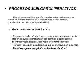 • PROCESOS MIELOPROLIFERATIVOS
Alteraciones esenciales que afectan a las series celulares que se
forman de manera exclusiva en la médula ósea (series eritroide,
granulocítica, monocítica y megacariocítica)
o SÍNDROMES MIELODISPLÁSICOS:
- Afecciones de la médula ósea que se traducen en una o varias
citopenias que se caracterizan por cambios displásicos de
diseritropoyesis, disgranulopoyesis o distrombopoyesis
- Principal causa de las citopenias que se observan en la sangre
- Diseritropoyesis congénita en bovinos Hereford
 