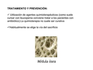 TRATAMIENTO Y PREVENCIÓN:
Utilización de agentes quimioterapéuticos (como suele
cursar con leucopenia conviene tratar a los pacientes con
antibiótico).La quimioterapia no suele ser curativa
Habitualmente se elige la vía del sacrificio
 