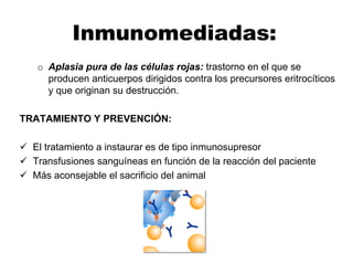 Inmunomediadas:
o Aplasia pura de las células rojas: trastorno en el que se
producen anticuerpos dirigidos contra los precursores eritrocíticos
y que originan su destrucción.
TRATAMIENTO Y PREVENCIÓN:
El tratamiento a instaurar es de tipo inmunosupresor
Transfusiones sanguíneas en función de la reacción del paciente
Más aconsejable el sacrificio del animal
 