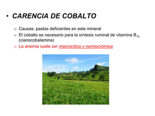 • CARENCIA DE COBALTO
o Causas: pastos deficientes en este mineral
o El cobalto es necesario para la síntesis ruminal de vitamina B12
(cianocobalamina)
o La anemia suele ser macrocítica y normocrómica
 