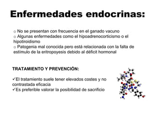 Enfermedades endocrinas:
TRATAMIENTO Y PREVENCIÓN:
El tratamiento suele tener elevados costes y no
contrastada eficacia
Es preferible valorar la posibilidad de sacrificio
o No se presentan con frecuencia en el ganado vacuno
o Algunas enfermedades como el hipoadrenocorticismo o el
hipotiroidismo
o Patogenia mal conocida pero está relacionada con la falta de
estímulo de la eritropoyesis debido al déficit hormonal
 