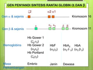 GEN PENYANDI SINTESIS RANTAI GLOBIN             DAN

                   2            2 1
Gen   & sejenis                               Kromosom 16

                                G   A
Gen   & sejenis                               Kromosom 11

                  Hb Gower 1
                    ( 2 2)
Hemoglobins       Hb Gower 2    HbF      HbA2 HbA
                    ( 2 2)      ( 2 2)   ( 2 2) ( 2 2)
                  Hb Portland
                    ( 2 2)

Masa              Embrio        Janin    Dewasa
Perkembangan
 