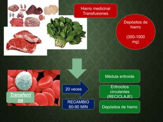 Depósitos de
hierro
(300-1000
mg)
Transferri
na
20 veces
Médula eritroide
Depósitos de hierro
Eritrocitos
circulantes
(RECICLAJE)
RECAMBIO
60-90 MIN
Hierro medicinal
Transfusiones
 