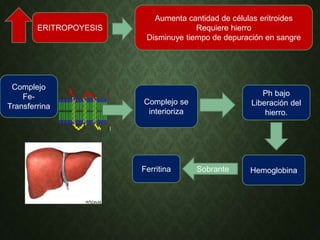 ERITROPOYESIS
Aumenta cantidad de células eritroides
Requiere hierro
Disminuye tiempo de depuración en sangre
Complejo
Fe-
Transferrina
Complejo se
interioriza
Ph bajo
Liberación del
hierro.
HemoglobinaSobranteFerritina
 