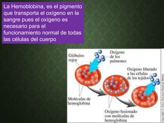 La Hemoblobina, es el pigmento
que transporta el oxígeno en la
sangre pues el oxígeno es
necesario para el
funcionamiento normal de todas
las células del cuerpo
 