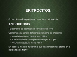 ERITROCITOS.
• El cambio morfológico precoz mas reconocible es la:
• ANISOCITOSIS.
• Típicamente se acompaña de ovalocitosis leve.
• Conforme empeora la deficiencia de hierro, se presenta:
• Anemia leve normocrómica, normocítica.
• Concentración de hemoglobina en sangre > 11 g/dl.
• Volumen corpuscular medio < 80 fl.
• En bebes y niños la hipocromía puede aparecer mas pronto en la
deficiencia de hierro.
 
