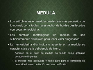 MEDULA.
• Los eritroblastos en medula pueden ser mas pequeños de
lo normal, con citoplasma estrecho, de bordes desflecados
con poca hemoglobina.
• Los cambios morfológicos en medula no son
suficientemente distintivos para tener valor diagnostico.
• La hemosiderina disminuida o ausente en la medula es
característica de la deficiencia de hierro.
• Aparece en el frotis de medula no teñida como gránulos
dorados refringentes.
• El método mas adecuado y fiable para para el contenido de
hemosiderina es con tinción con azul de Prucia.
 