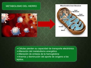 METABOLISMO DEL HIERRO
Células pierden su capacidad de transporte electrónico
Alteración del metabolismo energético
Alteración de síntesis de la hemoglobina
Anemia y disminución del aporte de oxígeno a los
tejidos.
 