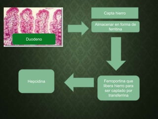 Capta hierro
Almacenar en forma de
ferritina
Ferroportina que
libera hierro para
ser captado por
transferrina
Hepcidina
Duodeno
 