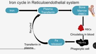 Iron cycle in Reticuloendothelial system
11
Iron
Plasma
Transferrin
Bone
Marrow
(RBC)
RBCs
Circulation in blood
Hb+Fe
Phagocytic cell
Fe
released
Transferrin in
plasma
Recycled
 
