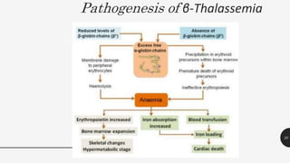 Pathogenesis of β-Thalassemia
30
 