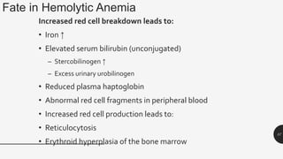 Fate in Hemolytic Anemia
57
Increased red cell breakdown leads to:
• Iron ↑
• Elevated serum bilirubin (unconjugated)
– Stercobilinogen ↑
– Excess urinary urobilinogen
• Reduced plasma haptoglobin
• Abnormal red cell fragments in peripheral blood
• Increased red cell production leads to:
• Reticulocytosis
• Erythroid hyperplasia of the bone marrow
 