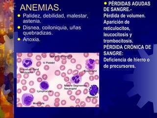 ANEMIAS. Palidez, debilidad, malestar, astenia. Disnea, coiloniquia, uñas quebradizas. Anoxia. PÉRDIDAS AGUDAS DE SANGRE.- Pérdida de volumen. Aparición de reticulocitos, leucocitosis y trombocitosis. PÉRDIDA CRÓNICA DE SANGRE: Deficiencia de hierro o de precursores. 