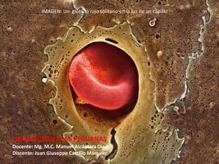 IMAGEN: Un glóbulo rojo solitario en la luz de un capilar 
UNIVERSIDAD ALAS PERUANAS 
Docente: Mg. M.C. Manuel Alcántara Diaz 
Discente: Juan Giuseppe Castillo Márquez 
 